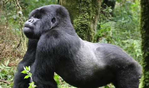 Why Only Silverback Gorilla Is Accepted By Female Gorillas About