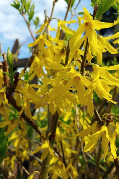 How To Grow And Care For Forsythia Bushes Gardener S Path