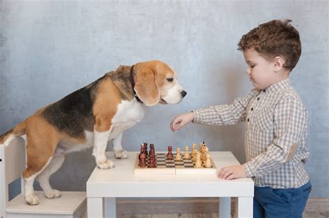 Premium Photo | Cute boy and funny beagle dog playing chess at the ...