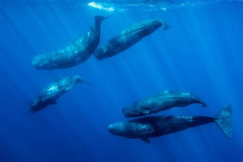 Underwater Gathering George Karbus Photography