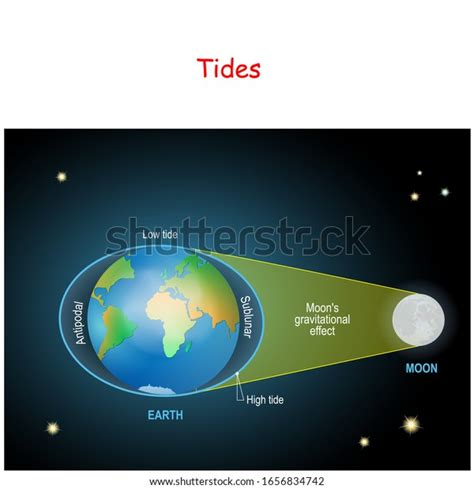 Tides Diagram Low High Lunar Tides Stock Vector Royalty Free 1656834742