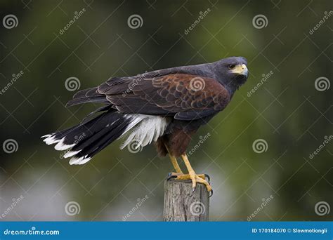 Buse De Harris Parabuteo Unicinctus Stock Photo Image Of Raptor