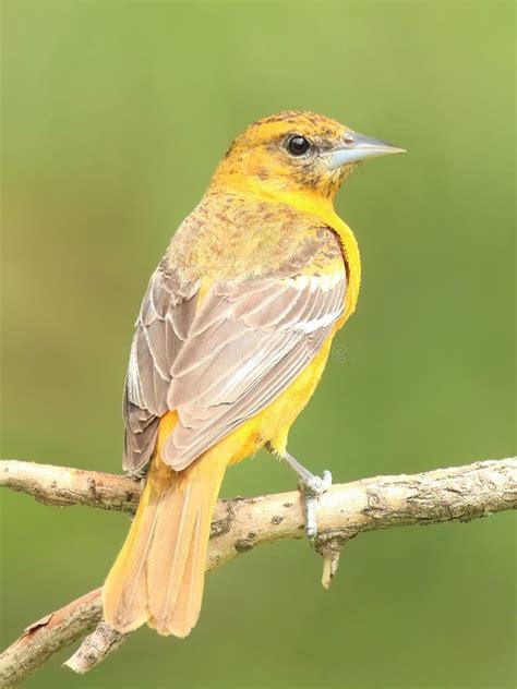 Female Yellow Baltimore Oriole Bird Perched On A Tree Branch Stock