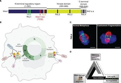 Frontiers Targeting The Dna Damage Response For Cancer Therapy By