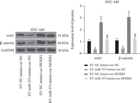 Ev Derived Mir Modulates Hcc Cell Proliferation Apoptosis