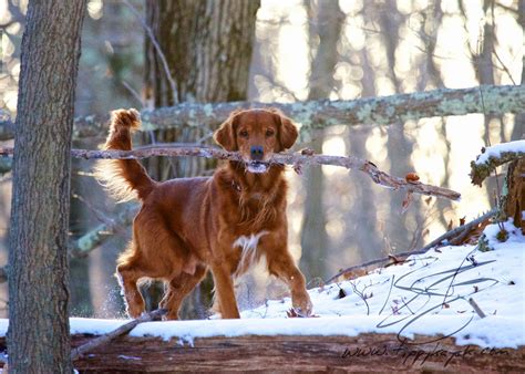 A Brown Dog Carrying A Stick In Its Mouth While Walking Through The