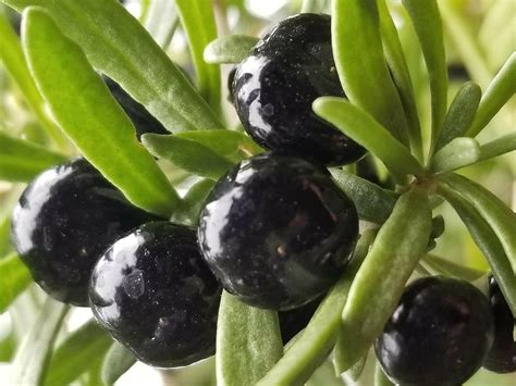 Amazon Very Rare Wild Tibetan Pangma Black Goji Berry Seeds