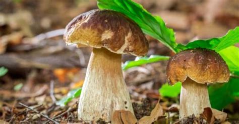 Mushroom Foraging 101 Tips And Tricks For Beginners Guided By Mushrooms