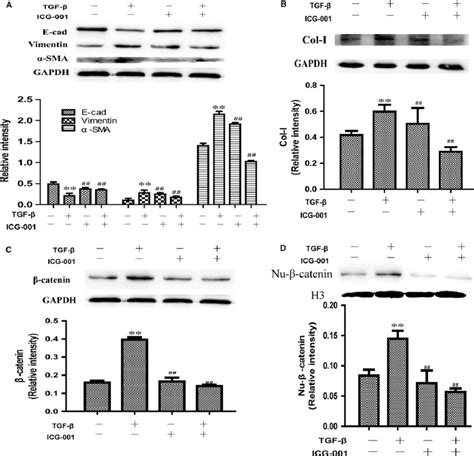 Tgf B1 Induced Fibrotic Reaction Is Smad Dependent Icg 001 Inhibits