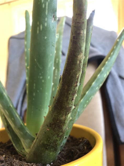 Dark Spots On My Aloe Vera Plant Just Growing Over Time Any Help