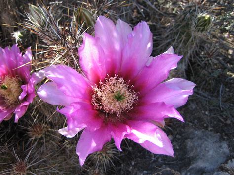 Cacti and Desert Succulents - Montezuma Castle National Monument (U.S ...