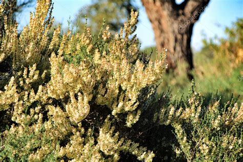 Paisaje Rural Con Arbustos Aut Ctonos Y Eucaliptos En Alicante Espa A