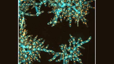 How Snowflake Yeast Evolved To Be Bigger And Stronger Technology Networks