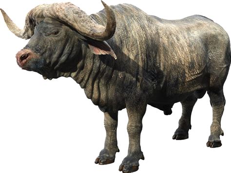 Download Hd African Buffalo Transparent Png Image