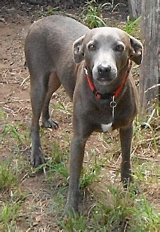 Hagerstown, MD - Blue Lacy/Texas Lacy. Meet Dusty a Dog for Adoption.