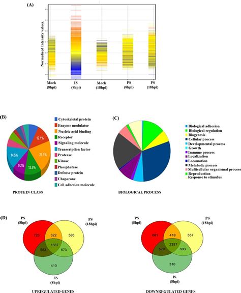 Differential Host Gene Expressions For Ps And Is Strains Of Chikv In