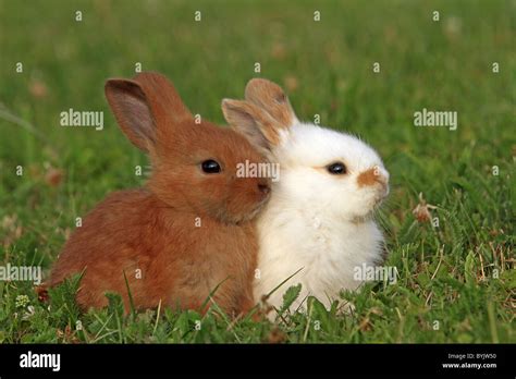 Hauskaninchen Zwerg Kaninchen Oryctolagus Cuniculus F Domestica