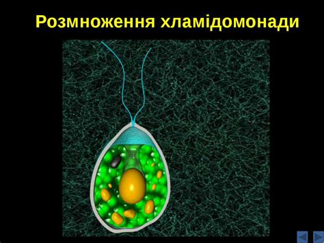 Пристосувальні риси будови й життєдіяльність водоростей - презентація з ...