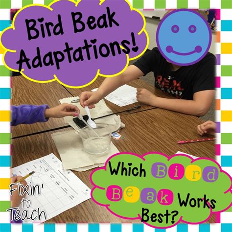 Fixin To Teach Get Your Own Food A Bird Beak Adaptation Activity