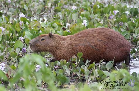 Where Do Capybaras Live Dobby The Capybara