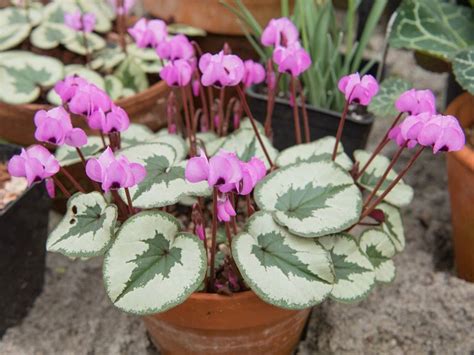 Cyclamen Care Essentials To Ensure Flowers Year After Year | Gardening ...