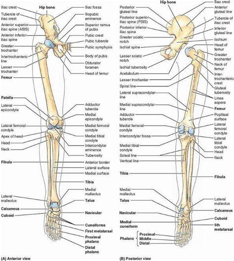 Label The Bones Of The Lower Body