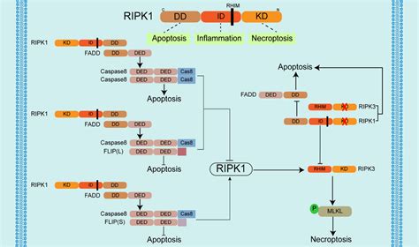 Crosstalk Between Necroptosis And Apoptosis Activated RIPK1 Induces