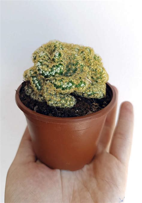 Mammillaria Elongata Cristata Begoniasymascom