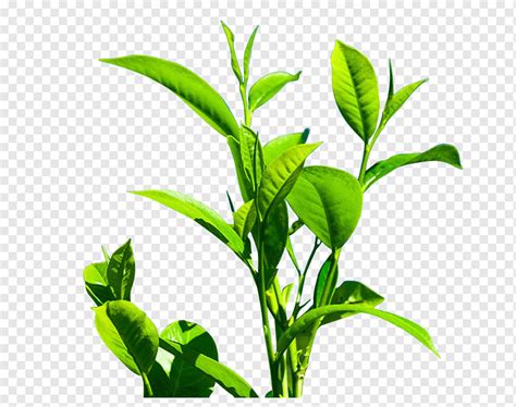 Green Leafed Plant Green Tea Camellia Sinensis Leaf Fresh Green Tea