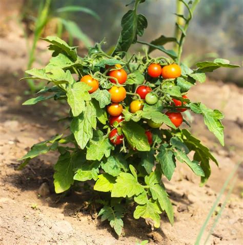 Plantes fruits et légumes les incontournables à planter au mois de juin