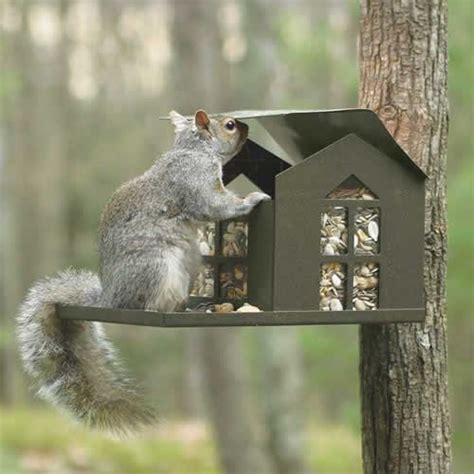 Feeding Backyard Squirrels Nuts - Loving Backyard Squirrels