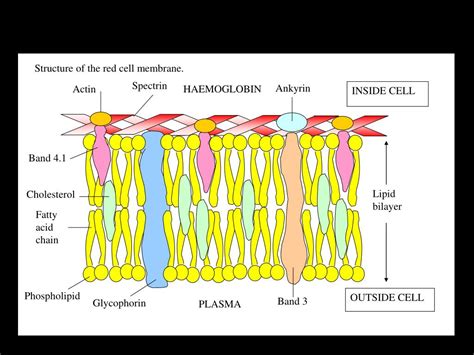 PPT - THE RED BLOOD CELL PowerPoint Presentation, free download - ID ...