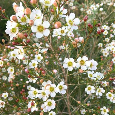 Zuluflora Stunning Waxflowers You Cannot Miss Out On Seeing