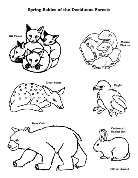 Baby Animals of the Deciduous Forest – Coloring Nature