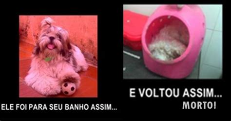 Família vai buscar SHIH TZU em pet shop após banho e recebe animal MORTO