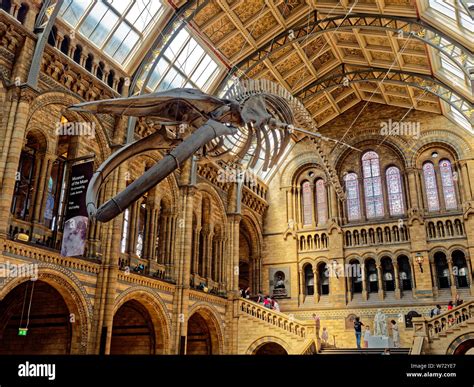 The Blue Whale Skeleton Exhibit Known As Hope At The Natural History