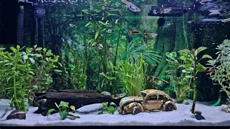 Natural Vs Artificial Aquarium Decoration Pros And Cons