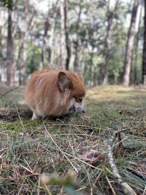 Corgi Perro Bosque Foto Gratis En Pixabay Pixabay