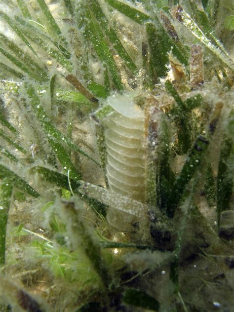 Crown Conch Melongena Corona Egg Cases A Photo On Flickriver