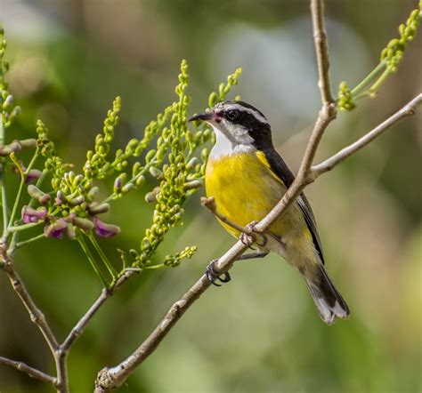 Bananaquit | Bird Photographer | Orthinologist