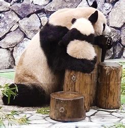 Panda Bear GIF - Find & Share on GIPHY