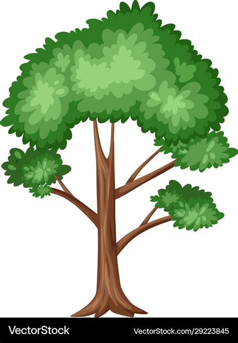 Big tree with many branches on white background Vector Image