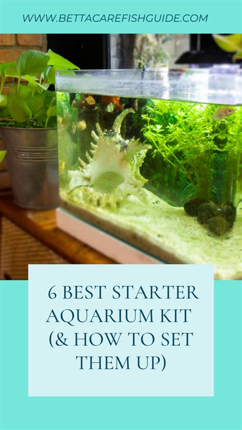 6 Best Starter Aquarium Kit (& How To Set Them Up) - Betta Care Fish Guide