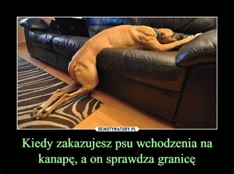 Najlepsze memy o psach jakie widział internet Głos Szczeciński