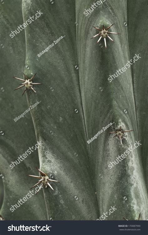1 imágenes de Kutikula - Imágenes, fotos y vectores de stock | Shutterstock