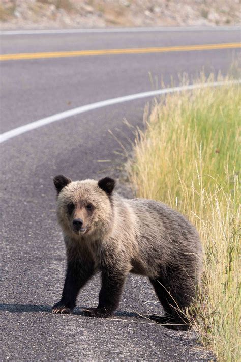 Grizzly 399 and Her Four Cubs Teton National Park