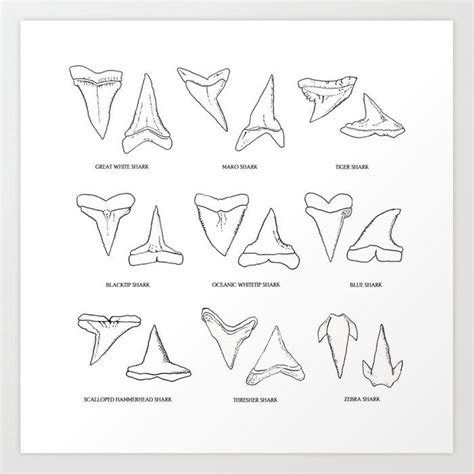 Buy Shark Teeth With Names Art Print By Beatriz Abaitua Worldwide Shipping Available At