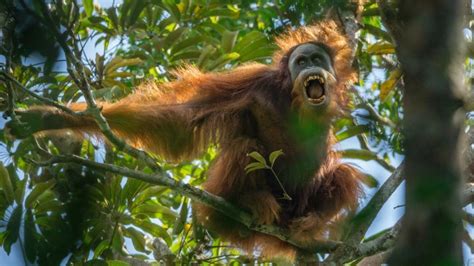 Fakta Orangutan Tapanuli Spesies Baru Orangutan Yang Terancam Punah