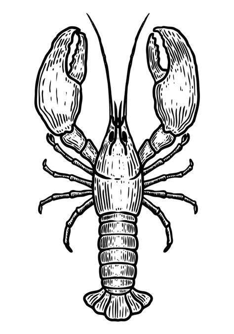 Lobster Clipart Black and White image - ClipartWorld