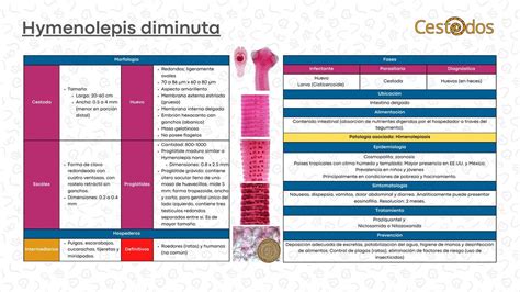 Hymenolepis diminuta [Flashcard] | DoDoctor | uDocz